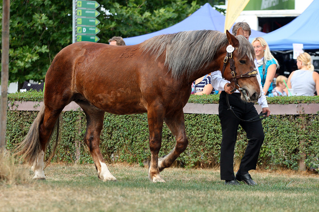 Pardubice 2016 - předvádění třiletých klisen