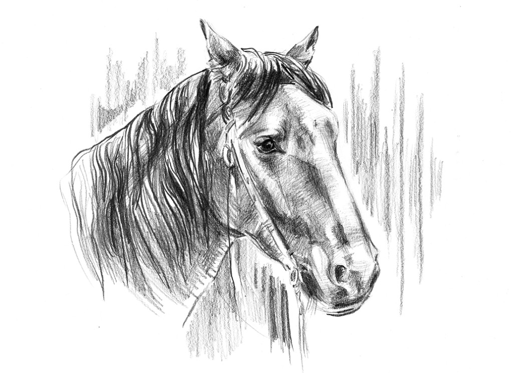 Beruška kresba 2018